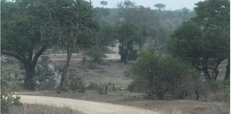 Kruger-nationaal-park-Zuid-Afrika