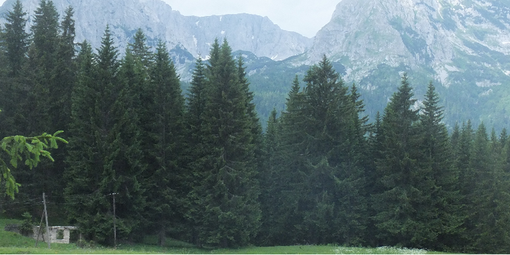 Durmitor-nationaal-park-Niksic-Montenegro-bergen-naaldbos
