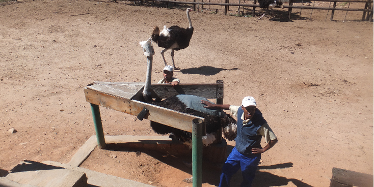 Struisvogel-boerderij-farm-rijden-Oudshoorn-Zuid-Afrika