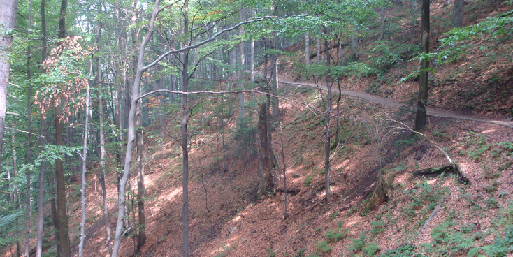 Pieniny-Nationaal-Park-bospad-bos-berg-Polen