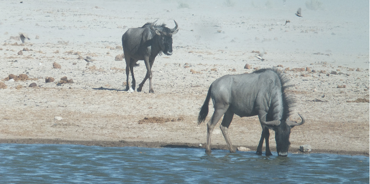 Etosha-nationaal-park-natuurpark-gnoe-zoutpan-Namibië