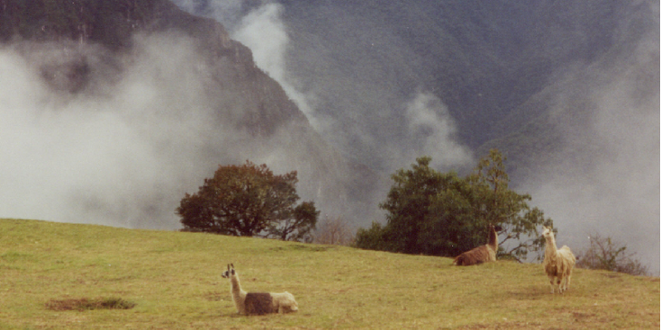 Machu-Pichu-Lama-Incatrail-Inca-Trail-Andes-Mountains-Peru-Peru