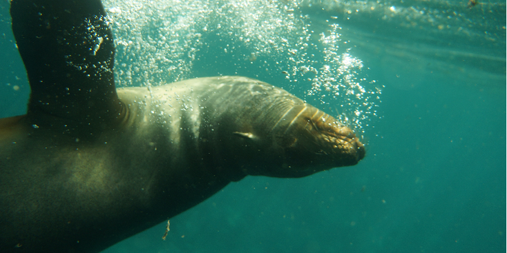 Galapagos-nationaal-park-zeehond-Ecuador