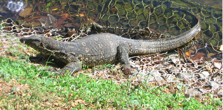 Kandy-meer-varaan-Sri-Lanka