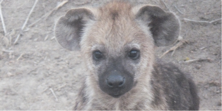 Kruger-nationaal-park-hyena-Zuid-Afrika