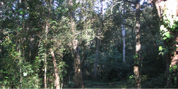 Periya-nationaal-park-Kumily-India-jungle