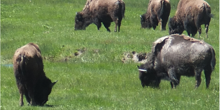 Yellowstone-National-Park-bizon-wildlife-Verenigde-Staten
