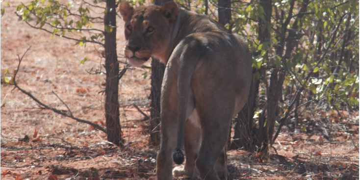 Etosha-leeuwin-leeuw-Nationaal-Park-Namibië