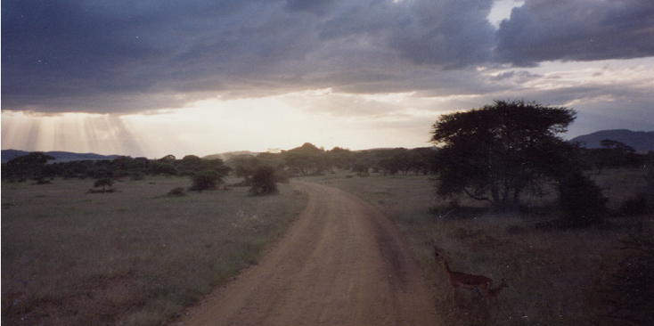 Serengeti-Nationaal-park-Tanzania