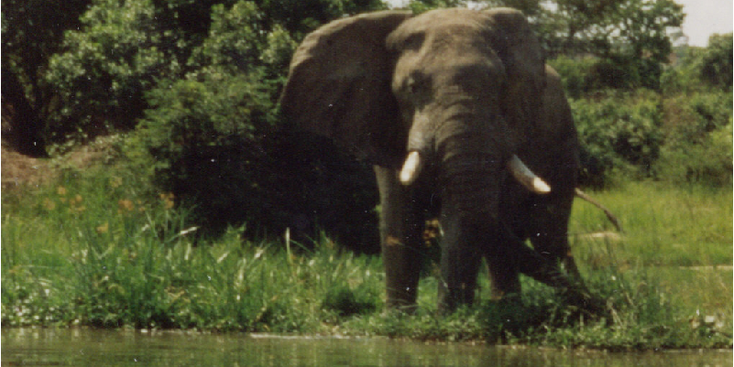 Murchisson-Falls-nationaal-park-olifant-Oeganda