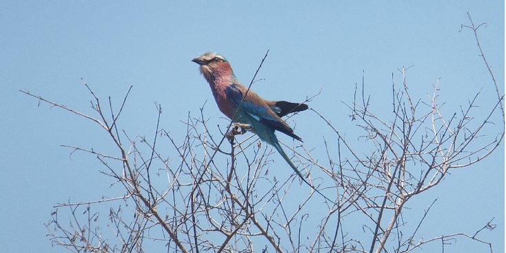Kruger-Nationaal-Park-South-Africa