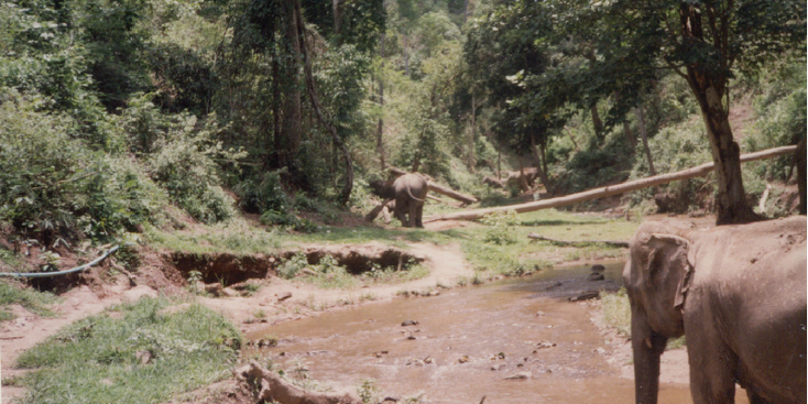 Chang-Mai-nationaal-park-olifant-beekje-Thailand