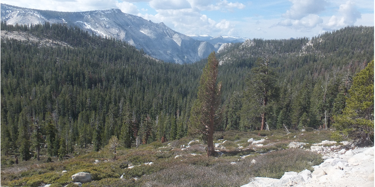 Yosemite-National-Park-bergen-bos-Verenigde-Staten