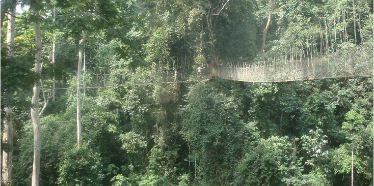 Kakum-Nationaal-park-hangbrug-canopy-walk-Ghana