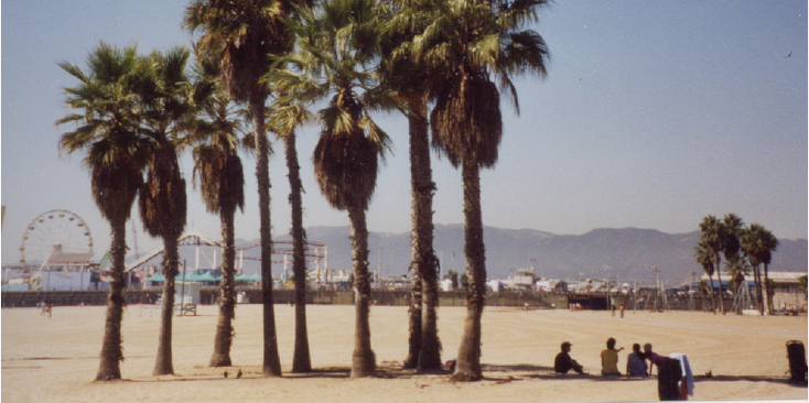 Venice-Beach-strand-boulevard-palmboom-Los-Angeles-Verenigde-Staten