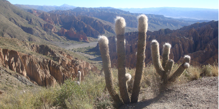Uyuni-Bolivia-Los-Lipez-zoutvlakte-Joshua-Tree-kaktus