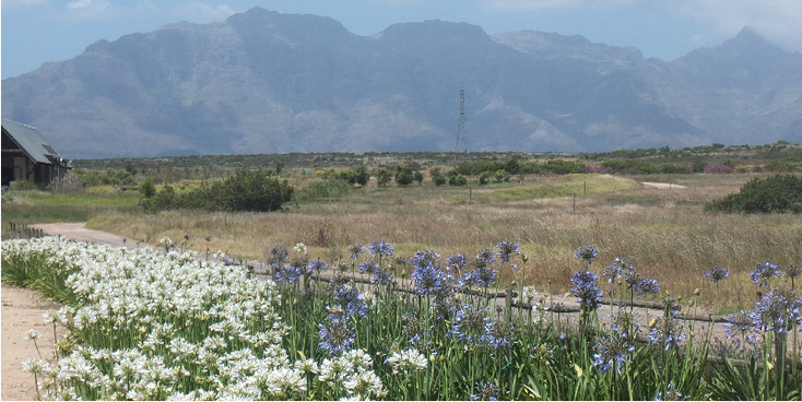 Stellenbosch-bloemen-Zuid-Afrika