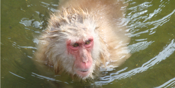 Yudanaka-makaken-aap-heetwaterbron-Japan