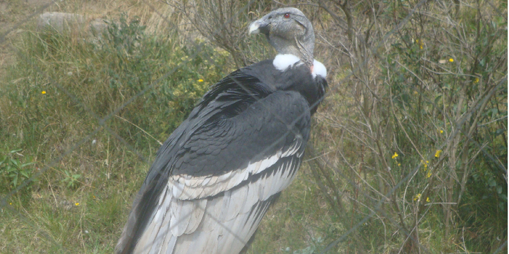 Parque-Condor-park-dierentuin-opvang-vogels-Otavalo-Ecuador