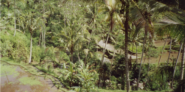 Tampaksiring-gunung-Kawi-rijstvelden-jungle-Bali-Indonesië