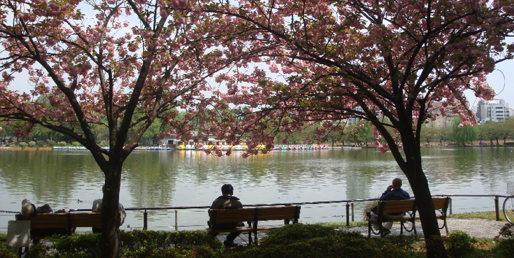 Hanami-bloemen-sierkersen-boom-park-vijver-Tokyo-Japan