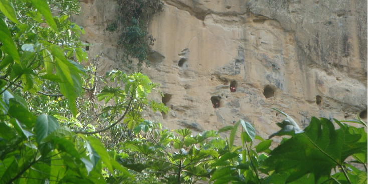 Madidi-National-Park-Rurrenabaque-Beni-River-Jungle-Bolivia-Parrots-Macaw