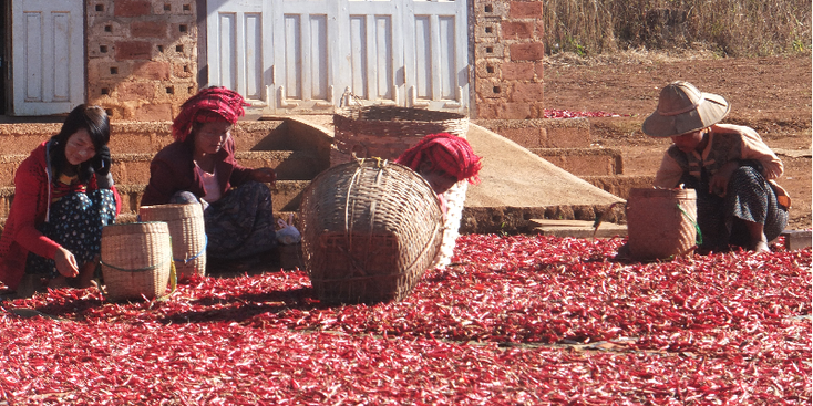 Kalaw-trekking-chili-Myanmar-Birma