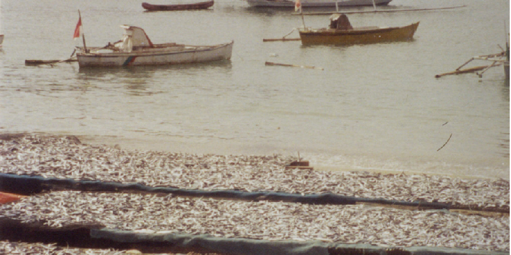 Labuan-bajo-Fish-Flores-Indonesia
