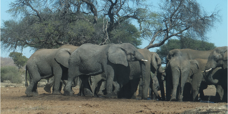 Bwabwata-Mahango-Game-Reserve-Nationaal-park-natuurpark-Caprivi-strip-olifanten-Namibië