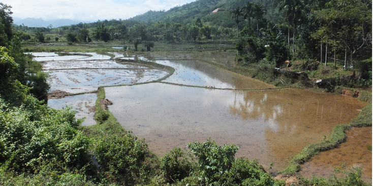 Kon-Tum-Quang-Ngai-rijstvelden-Centrale-Hooglanden-Vietnam