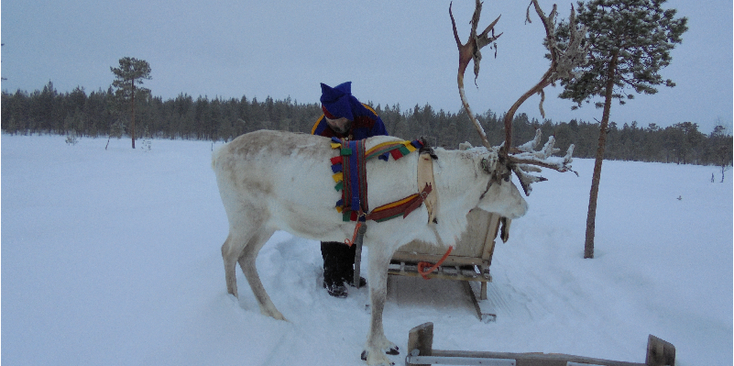 Inari-rendier-Sami-sneeuw-arrenslee-slee-Lapland-Finland