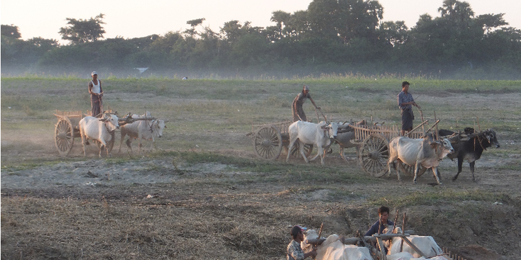 ossen-wagen-staan-mennen-Myanmar-Birma