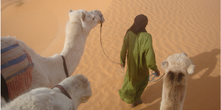 Ksar-Ghilane-Erg-Oriental-kamelen-Sahara-woestijn-oase