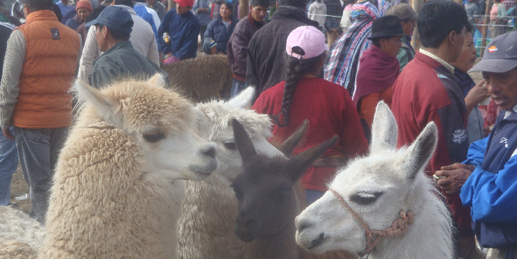Saquisili-markt-lama-beesten-Ecuador