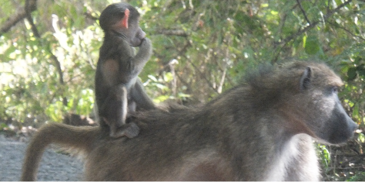 Victoria-Falls-apen-watervallen-Zimbabwe-Zambia