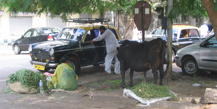 Bombay-Taxi-Holy-Cow-Mumbai-India