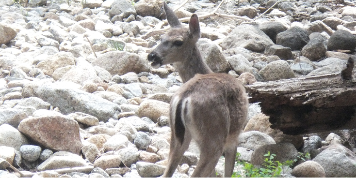 Yosemite-National-Park-hert-wildlife-Verenigde-Staten
