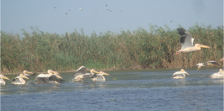 Donau-Delta-rivier-Crisan-rivier-kanalen-meren-Roemenië-pelikanen