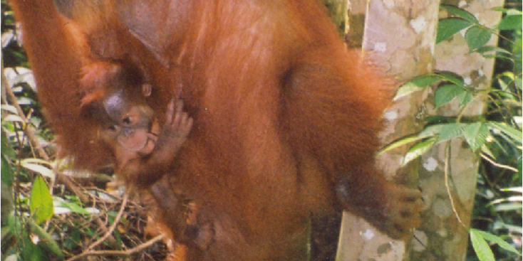 Orang-Oetang-Gunung-Leuser-Nationaal-Park-Sumatra-jungle-jong-Indonesië