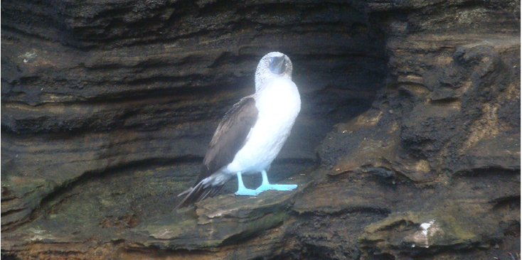Galapagos-vogels-blauwe-voeten-Ecuador