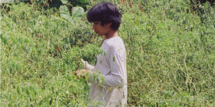 Chili-plantage-Sumatra-Indonesië