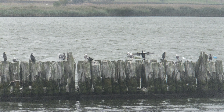 Peenemunde-Usedom-meeuwen-kust-Duitsland
