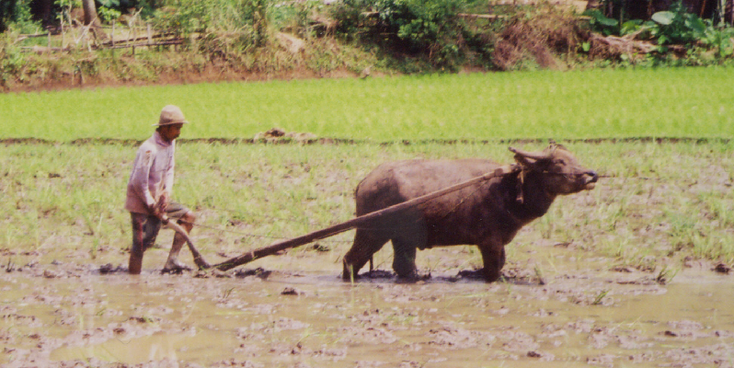 Sumatra-buffel-platteland-boer-Indonesië