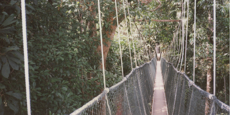 Taman-Negara-nationaal-park-jungle-touwladder-Maleisië