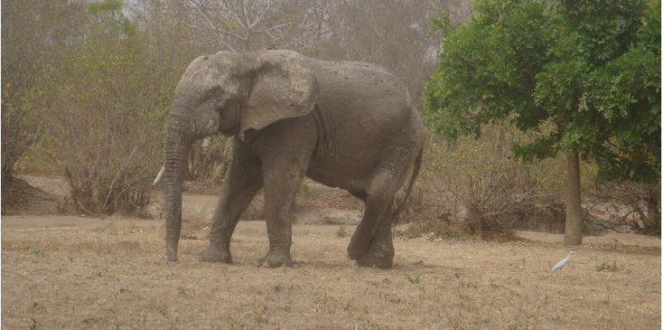 Mole-nationaal-park-olifant-Ghana-safari