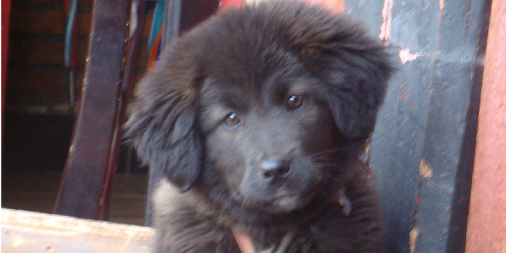 Langmusi-China-Tibet-yak-hond-puppie