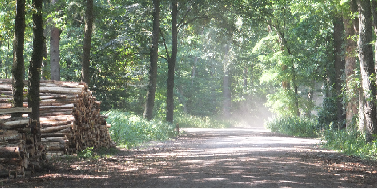 Soest-bossen-bomen-Nederland