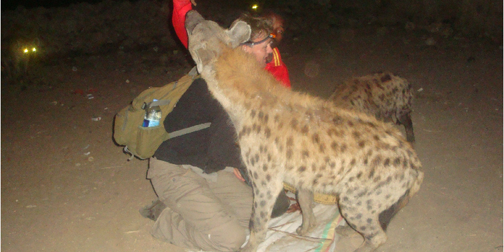 Harar-Hyena-voeren-Ethiopië
