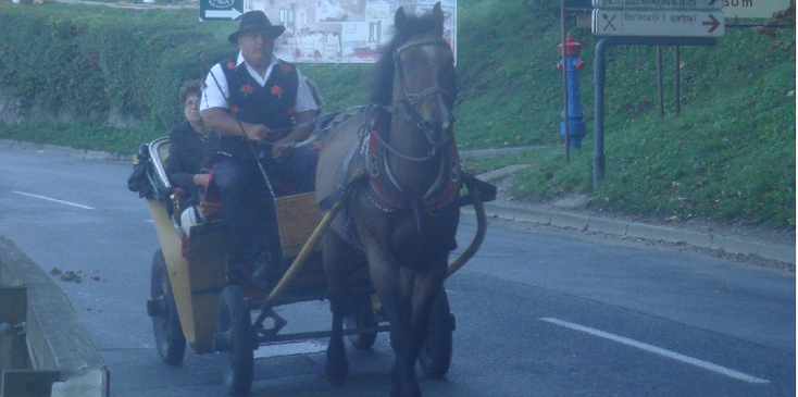 Bled-paard-en-wagen-koetsier-eiland-meer-Slovenië