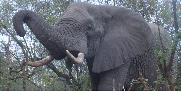 Kruger-nationaal-park-olifant-Zuid-Afrika